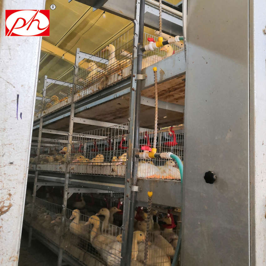 Duck cage poultry equipment