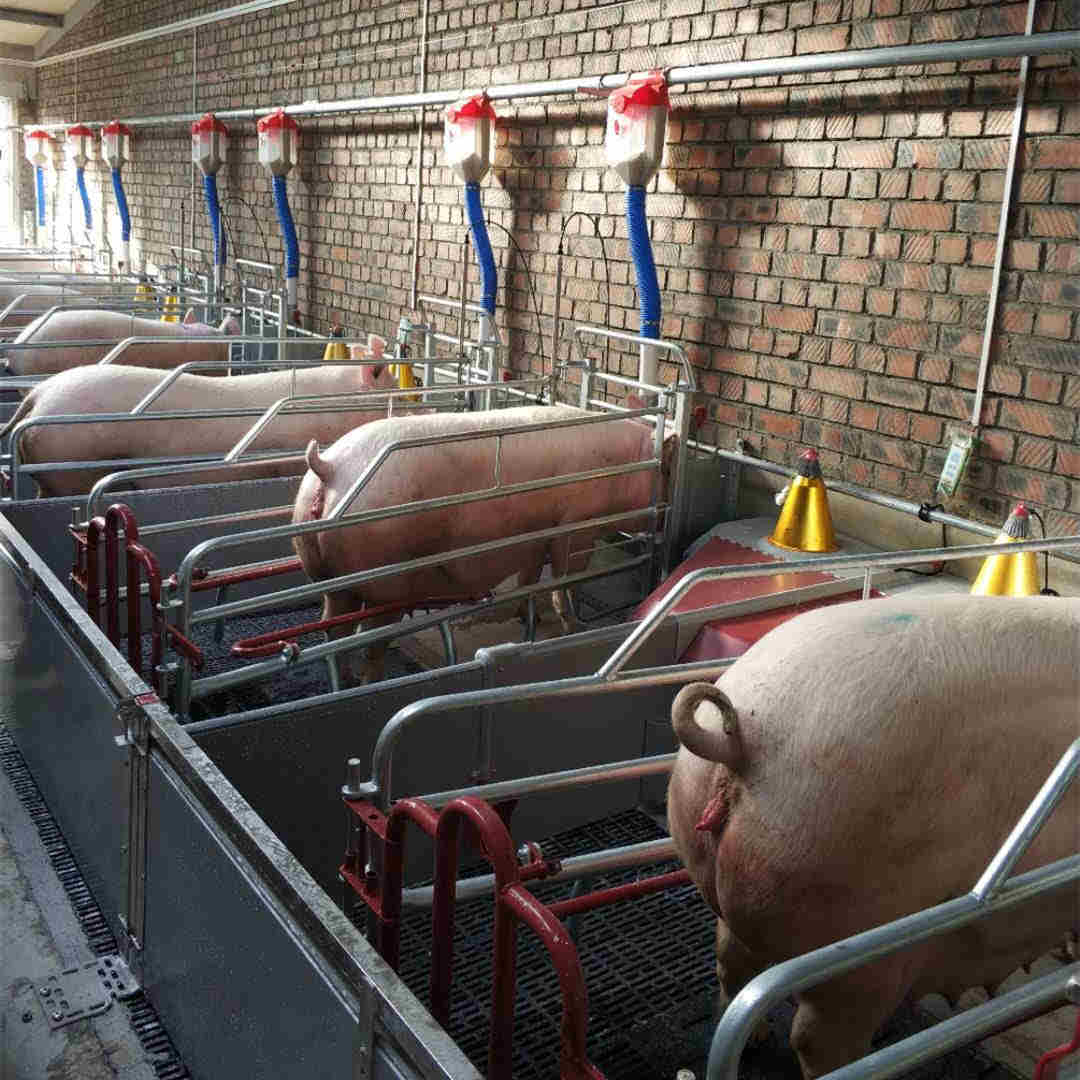 Pig farm subject